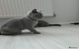 British Shorthair cats for sale: Campion blod - Image 3