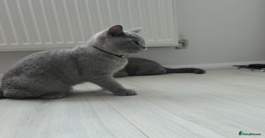 British Shorthair cats - Advert 7