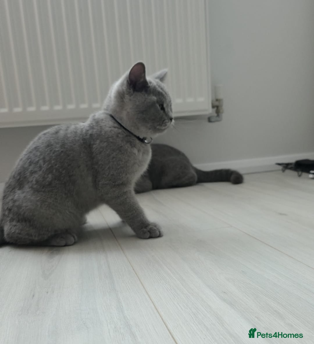 British Shorthair cats for sale: Campion blod - Image 3
