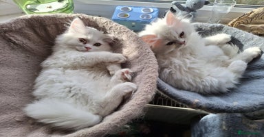 Mixed Breed cats - Advert 9