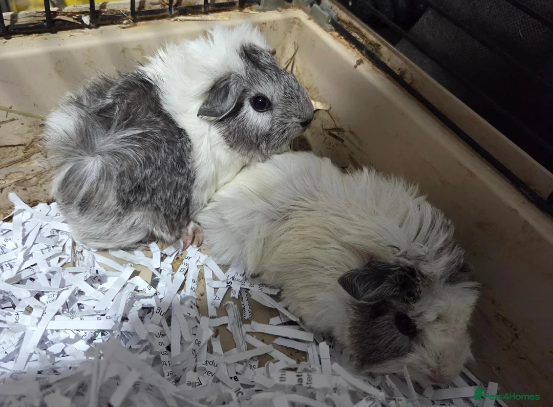 Guinea Pig rodents for sale: Pair of Abyssinian and a texal for sale  - Advert 2