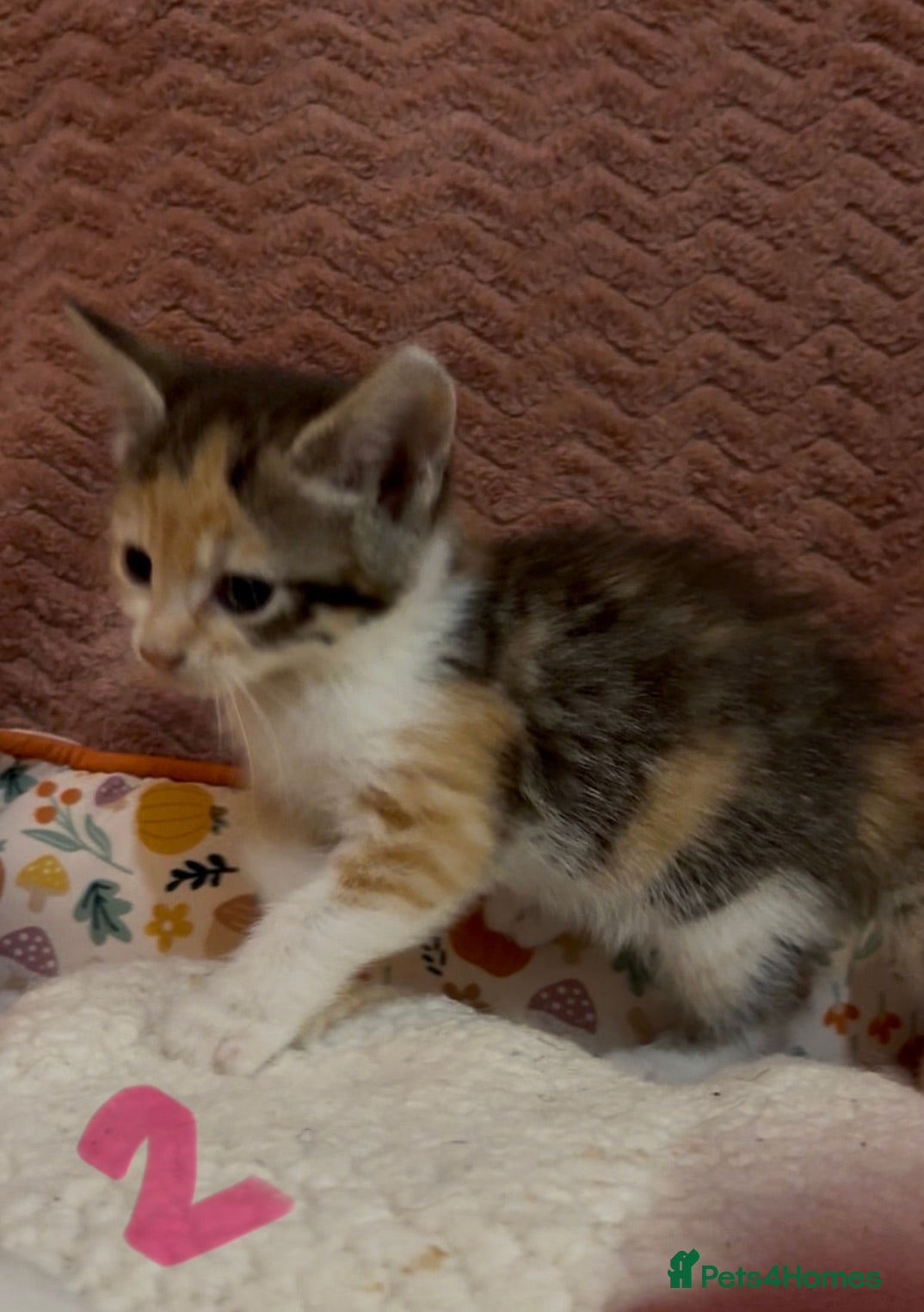 Mixed Breed cats for sale: 8 beautiful kittens ready for loving homes  - Advert 7