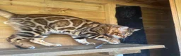 Bengal cats for sale: Stunning boy - Advert 4