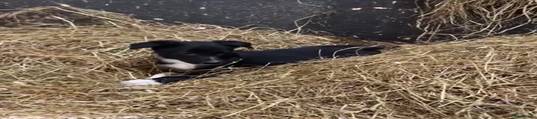Mixed Breed Puppy 3