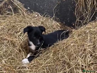 Mixed Breed dogs - Advert 5