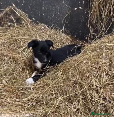 Mixed Breed dogs - Advert 4