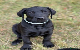 Labrador Retriever dogs for sale: 🐾Double Vaccinated🐾Black FTCH Forward Pups - Image 5