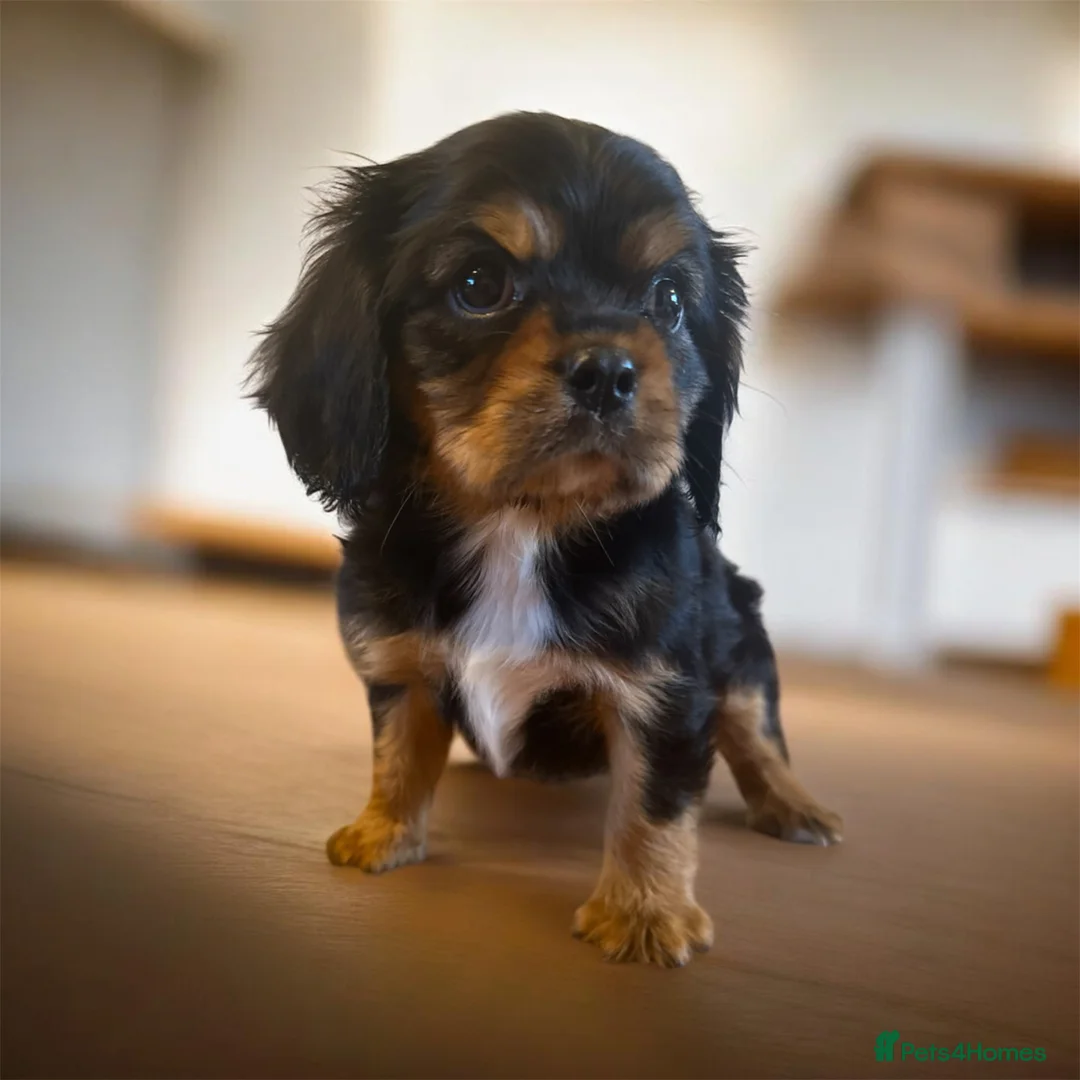 Cavalier King Charles Spaniel dogs for sale: DNA 🧬 CLEAR CAVALIER KING CHARLES PUPPIES  - Advert 2