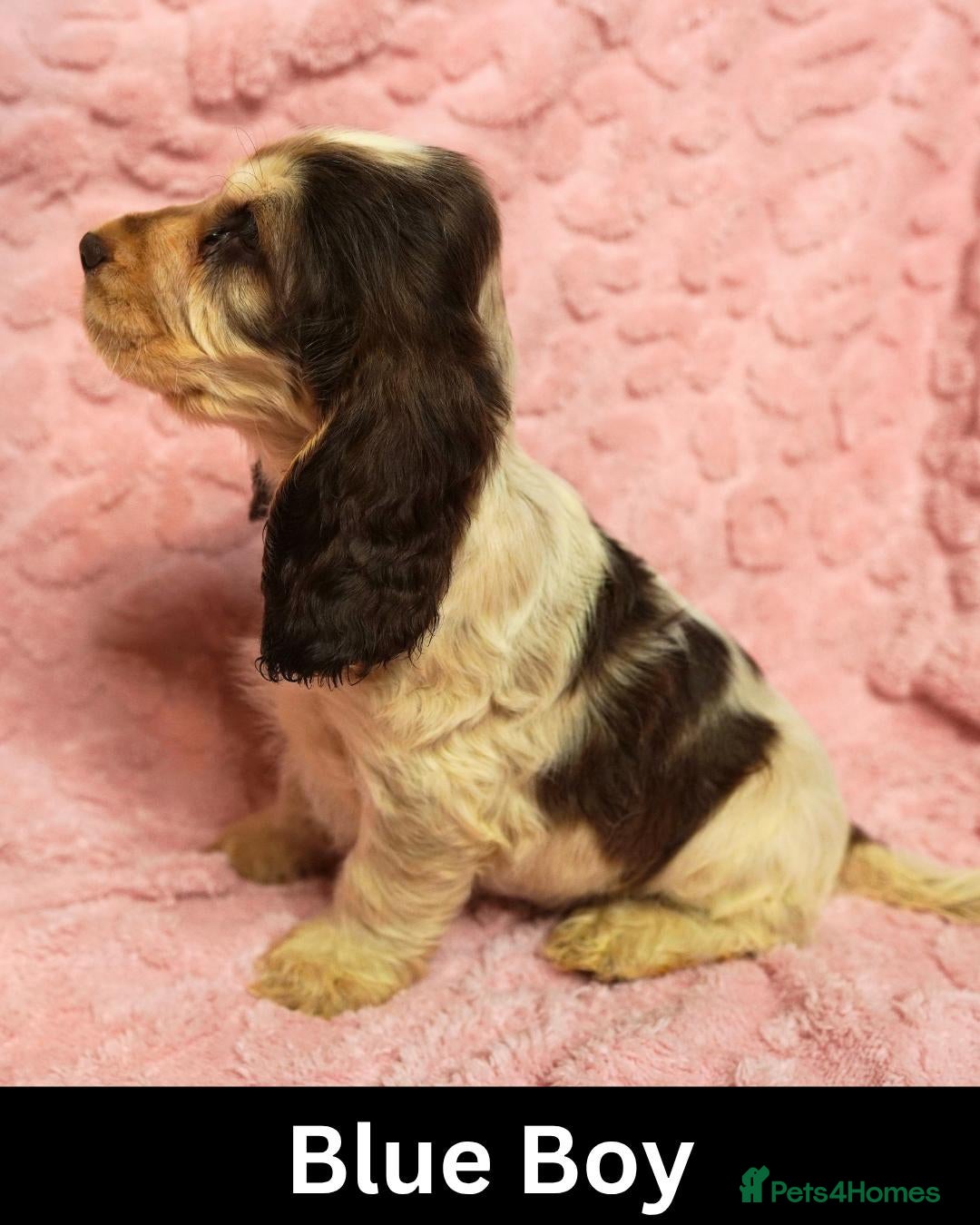 Cocker Spaniel dogs Quality, Show Type, Cocker Spaniel Puppies - Advert 2