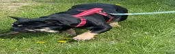 French Bulldog dogs for sale: Female French bulldog  - Advert 2