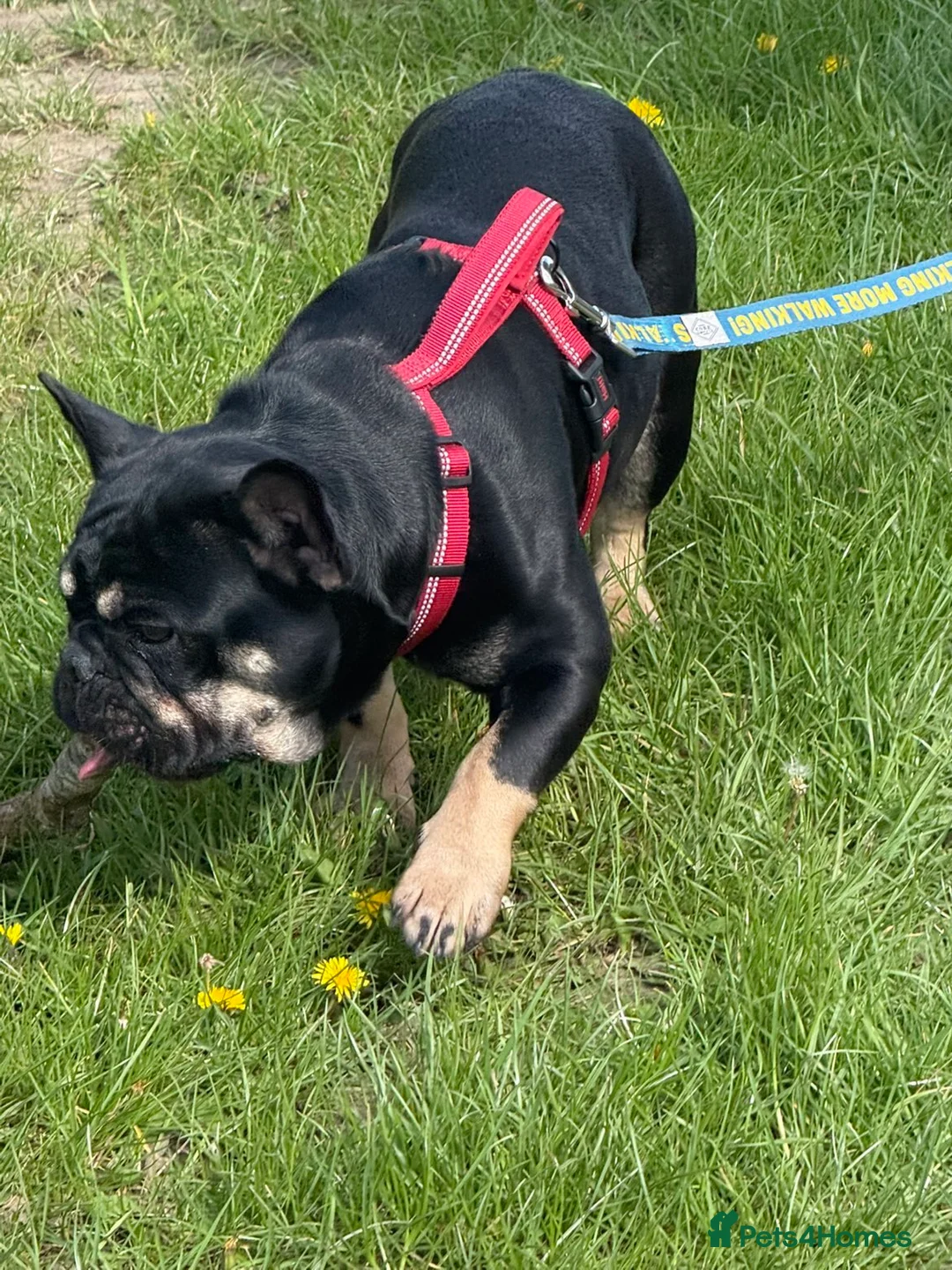 French Bulldog dogs for sale: Female French bulldog  - Advert 2