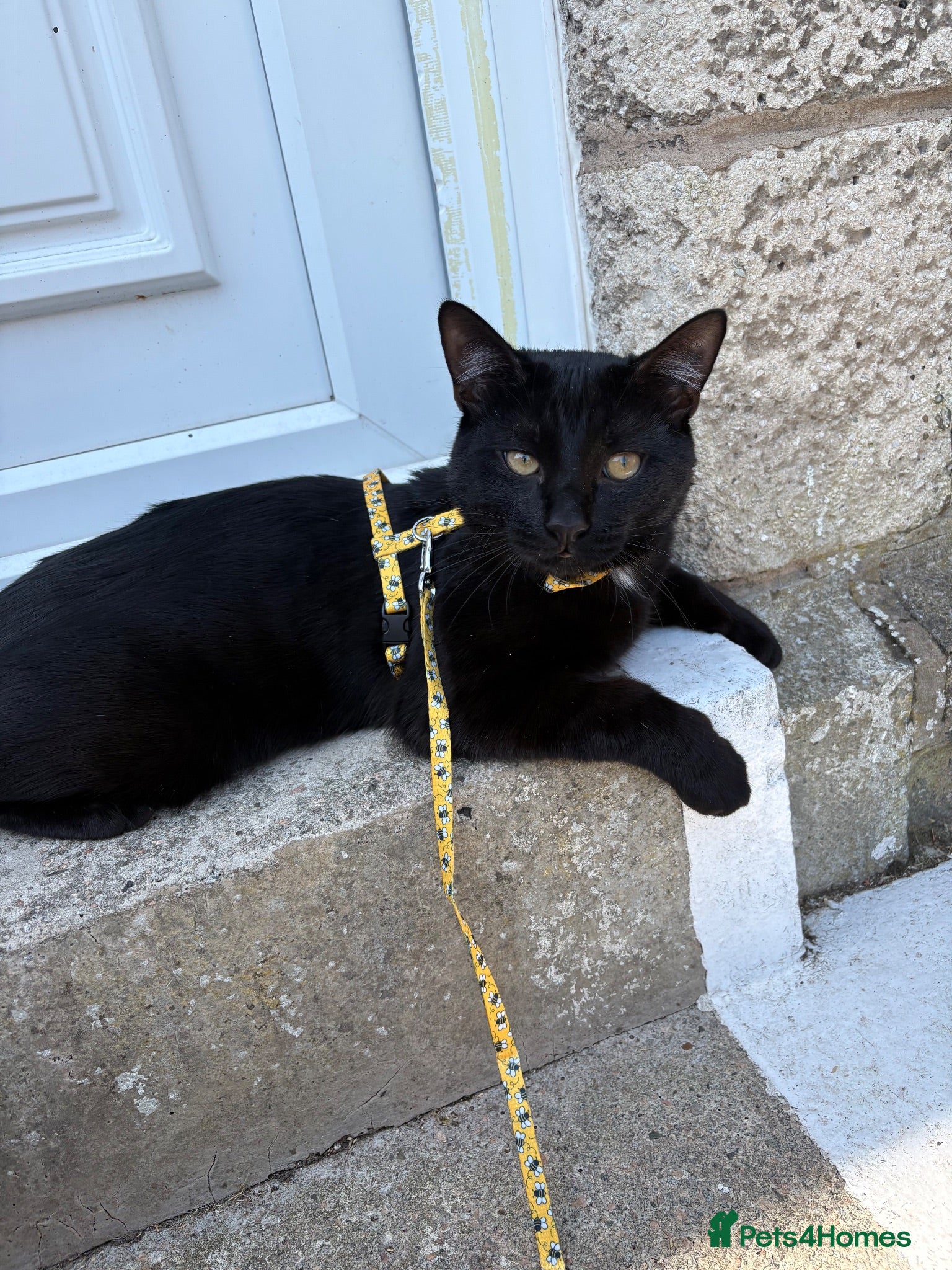 Mixed Breed cats Black cat  - Advert 8