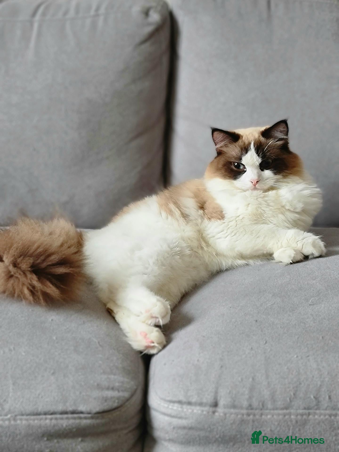 Ragdoll cats Pedigree ragdoll seal bicolor - Advert 2
