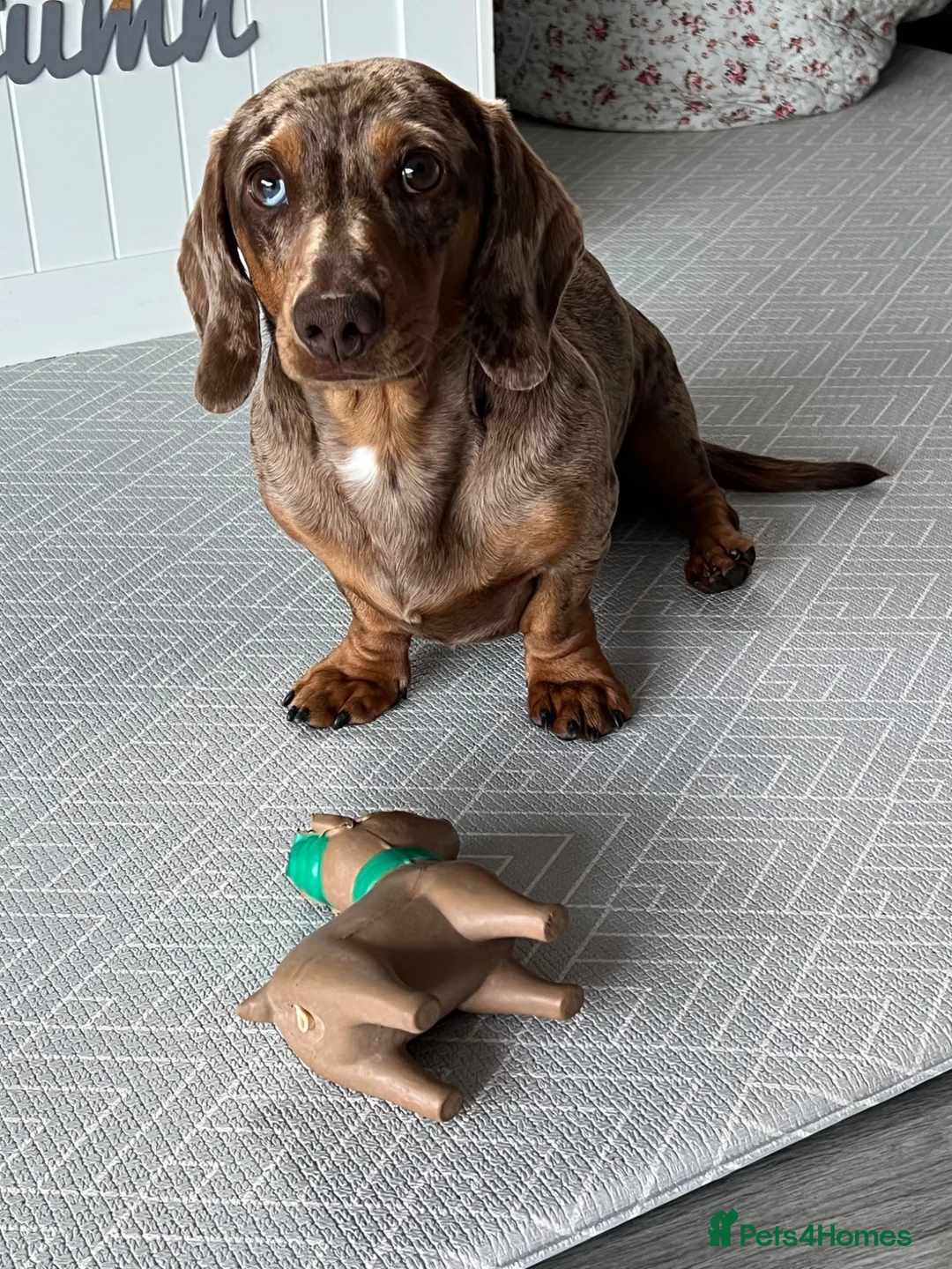 Miniature Dachshund dogs for sale: Miniature Dachshund seeking his forever home  - Advert 25