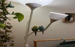 Budgerigars birds for sale: Tame budgies with cage and accessories and food - Image 1