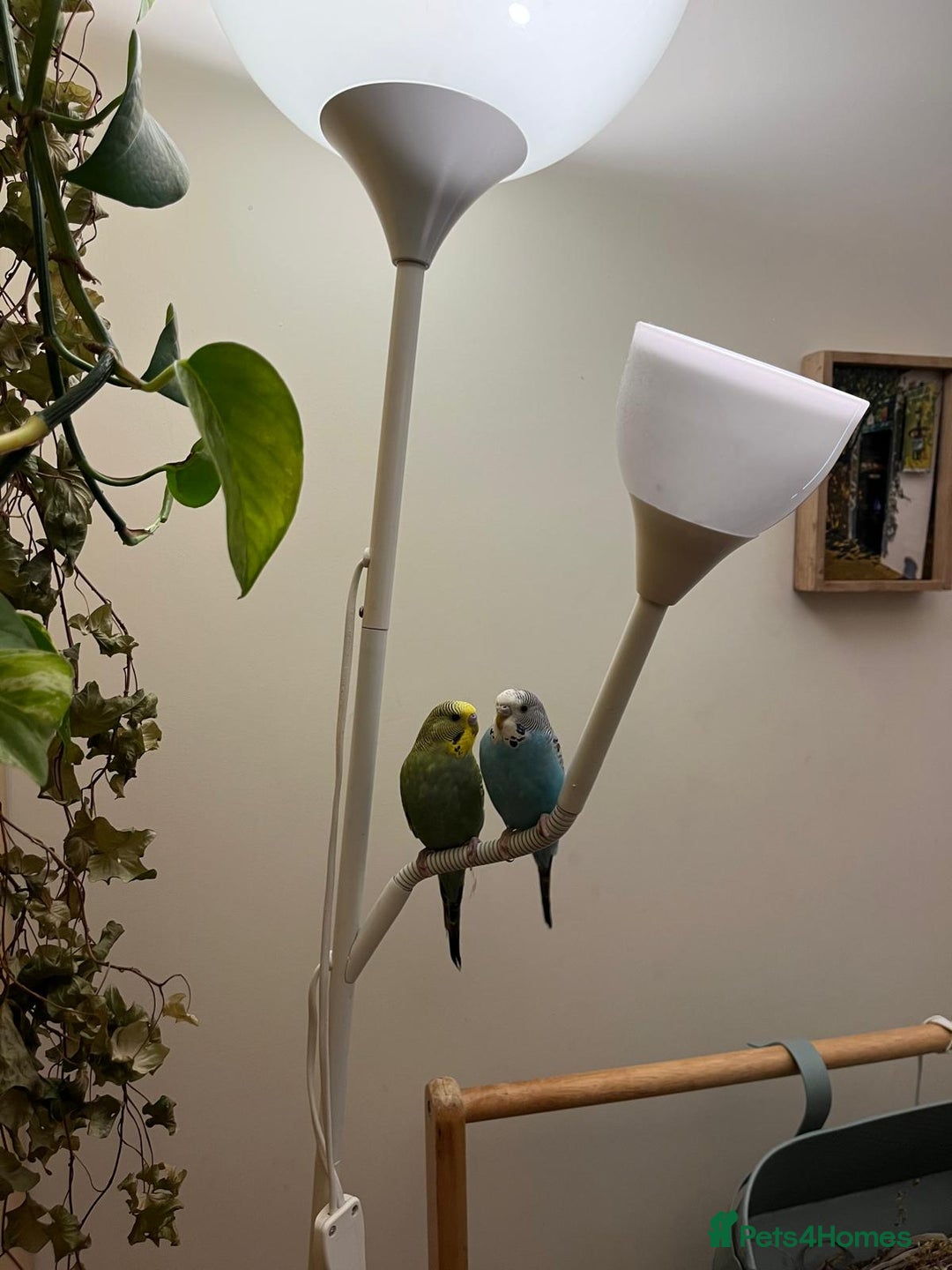 Budgerigars birds for sale: Tame budgies with cage and accessories and food - Image 1