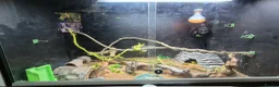 Bearded Dragon reptiles for sale: 2 X Juvenile Bearder dragons - Advert 2