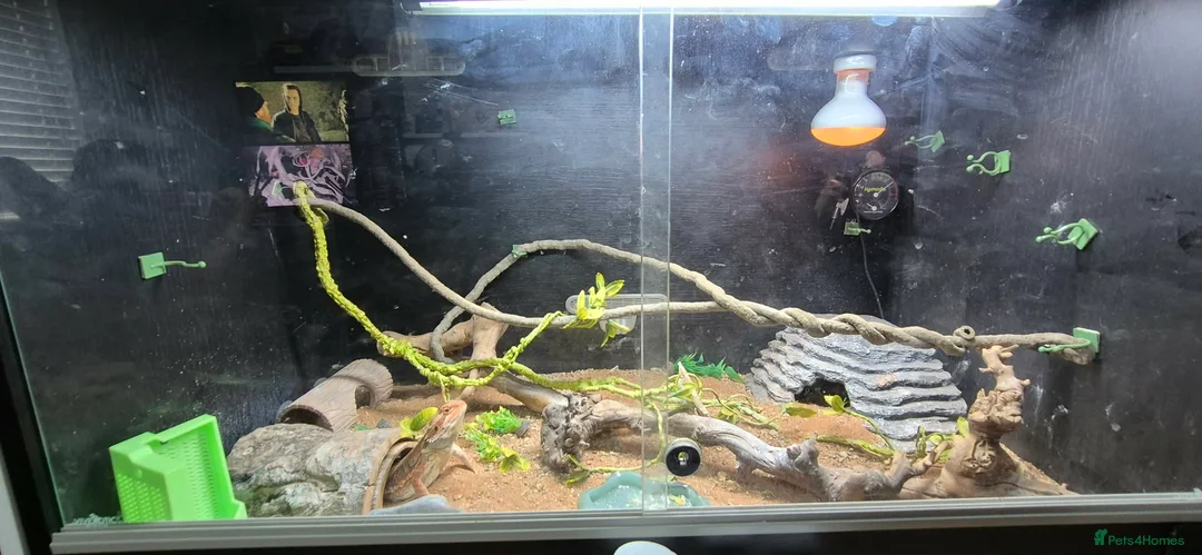 Bearded Dragon reptiles for sale: 2 X Juvenile Bearder dragons - Advert 2