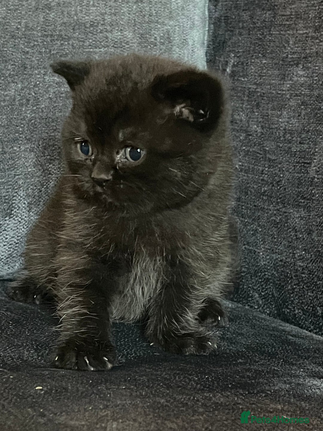 British Shorthair cats for sale: Black British shorthair boy - Advert 2