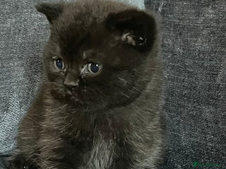 British Shorthair cats Black British shorthair boy - Advert 15