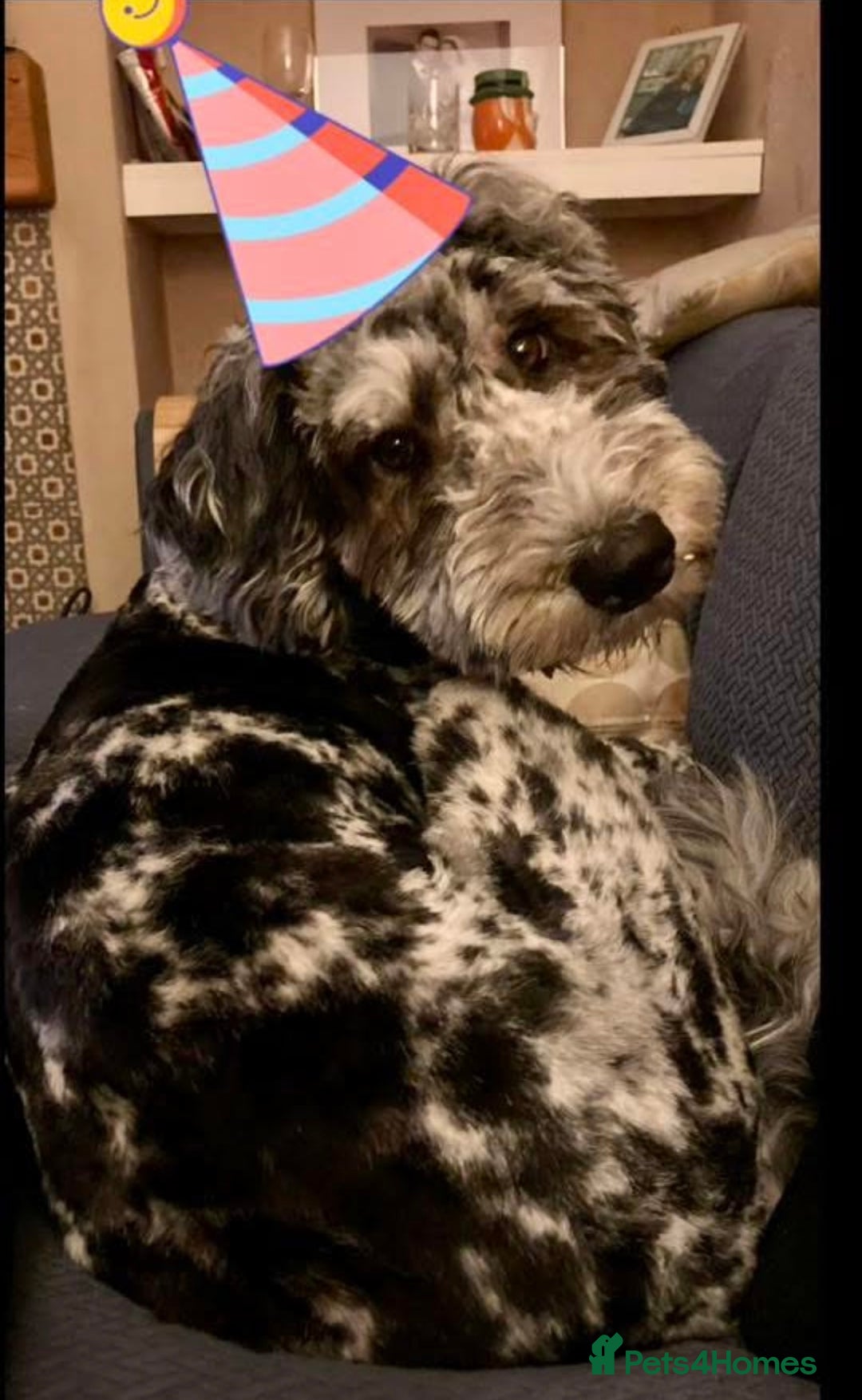 Sheepadoodle dogs for sale: Medium Size Sheepadoodle F1b.  - Advert 24