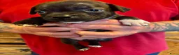 Staffordshire Bull Terrier dogs for sale: Beautiful strong puppies  - Advert 7