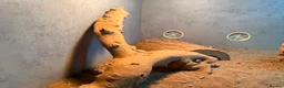 Bearded Dragon reptiles for sale: x2 male beared dragons  in Newcastle - Advert 4