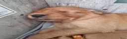 Golden Retriever dogs for sale: Stunning dark golden retriever puppies for sale - Advert 9