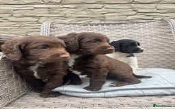 Cocker Spaniel dogs for sale: Beautiful cocker spaniel puppies  - Image 14