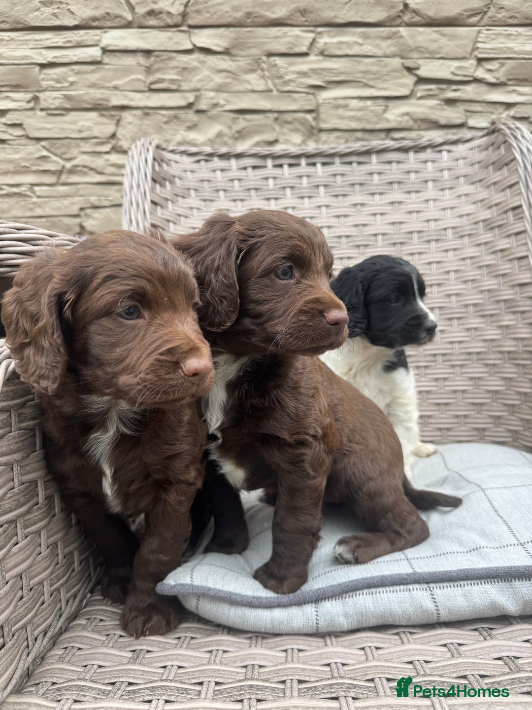 Cocker Spaniel dogs for sale: Beautiful cocker spaniel puppies  - Image 14