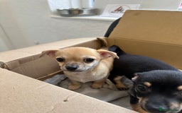 Chihuahua dogs for sale: 2 male puppies Ready to go  - Image 7
