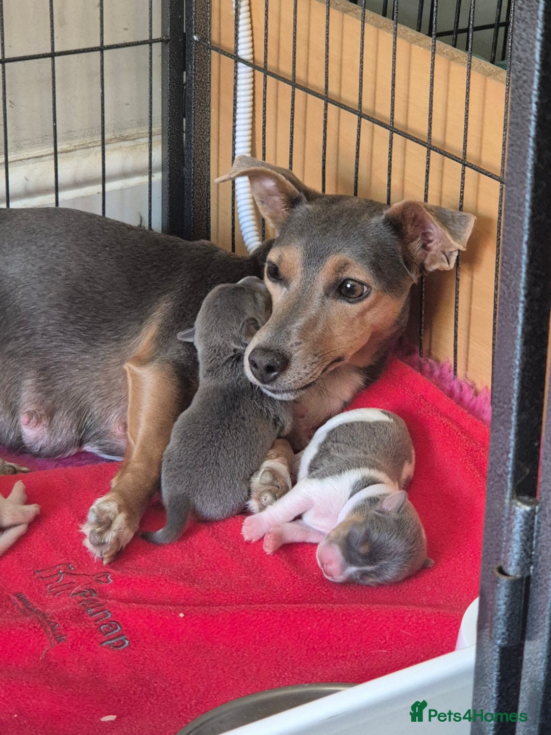 Jack Russell dogs for sale: Beautiful Blue tri miniature jack russells  - Image 12