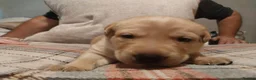 Labrador Retriever dogs for sale: Stunning 3 male labrador  in Dunmow - Advert 3