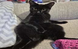 Domestic Shorthair cats for adoption: Bonnie & Stella, 9 month old sisters  - Image 2