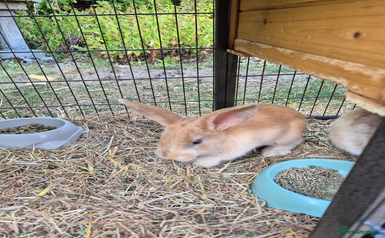 Mini Lop rabbits - Advert 1