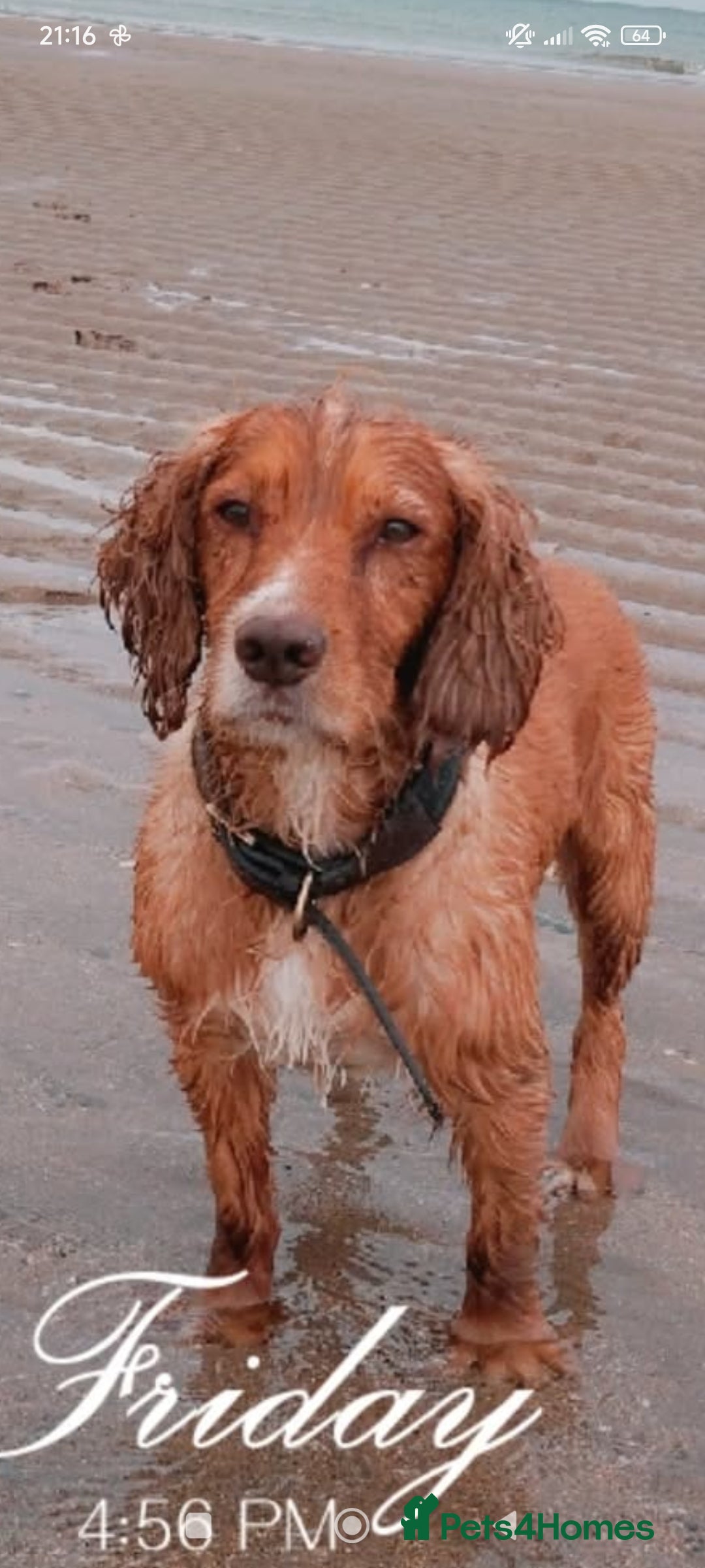 Cocker Spaniel dogs for stud: Proven working cocker spaniel stud very well bred in Sutton-in-Ashfield - Advert 4