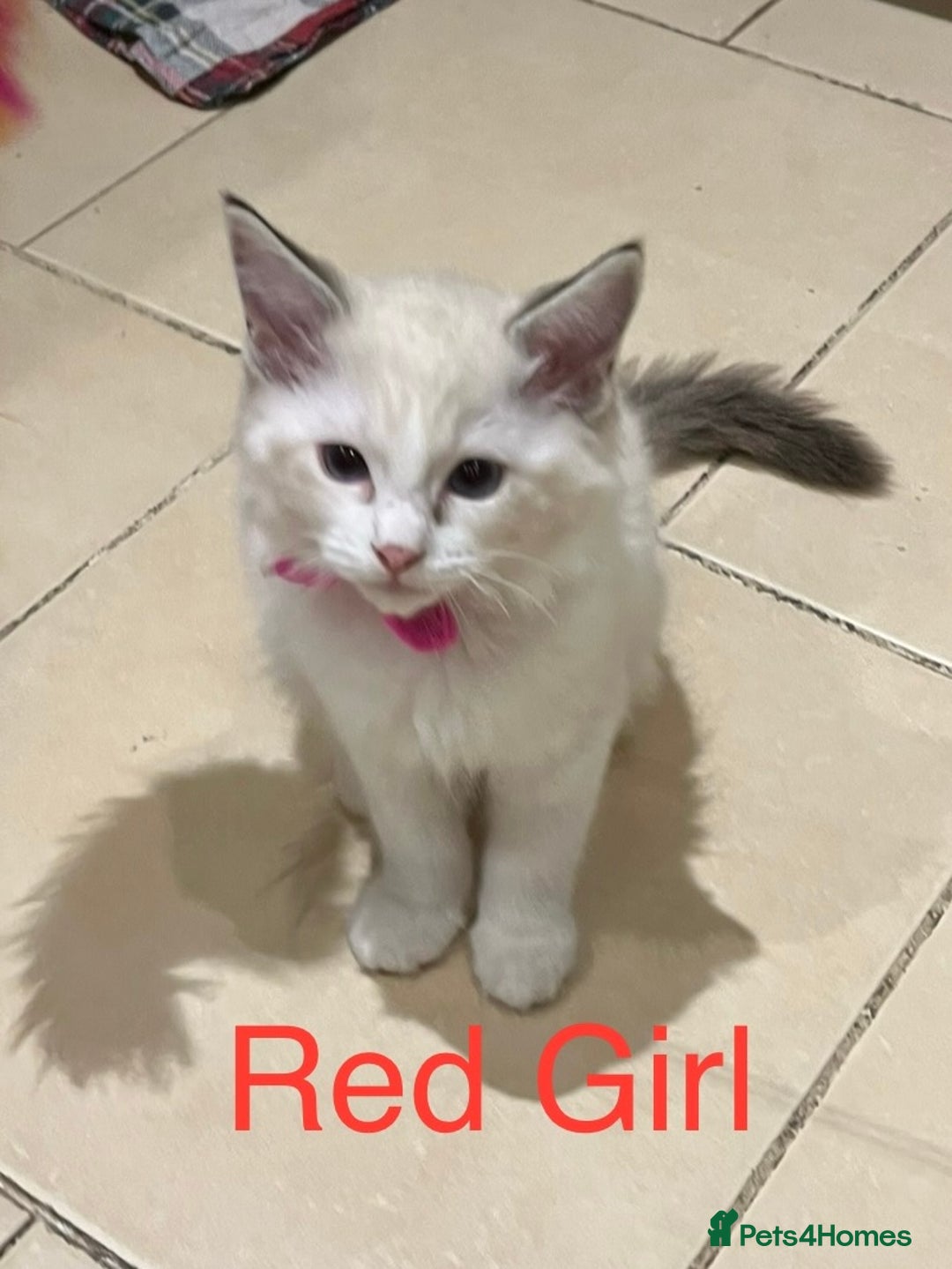 Ragdoll cats for sale: ❗️Charming Pure Ragdoll Kittens waiting love ❤️❗️ - Advert 29