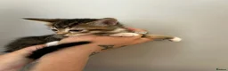 Abyssinian cats for sale: STUNNING ABYSSINIAN MIXED BABIES NEEDING HOMES  - Advert 7