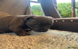 Staffordshire Bull Terrier dogs for sale: High Quality Blue & Black Staffy Puppies - Image 16