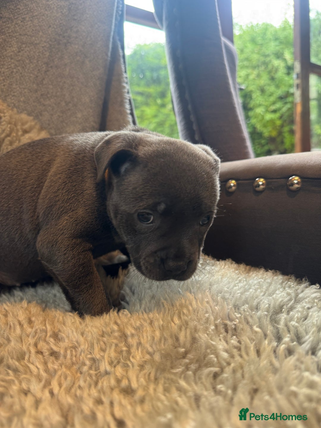 Staffordshire Bull Terrier dogs for sale: High Quality Blue & Black Staffy Puppies - Image 16