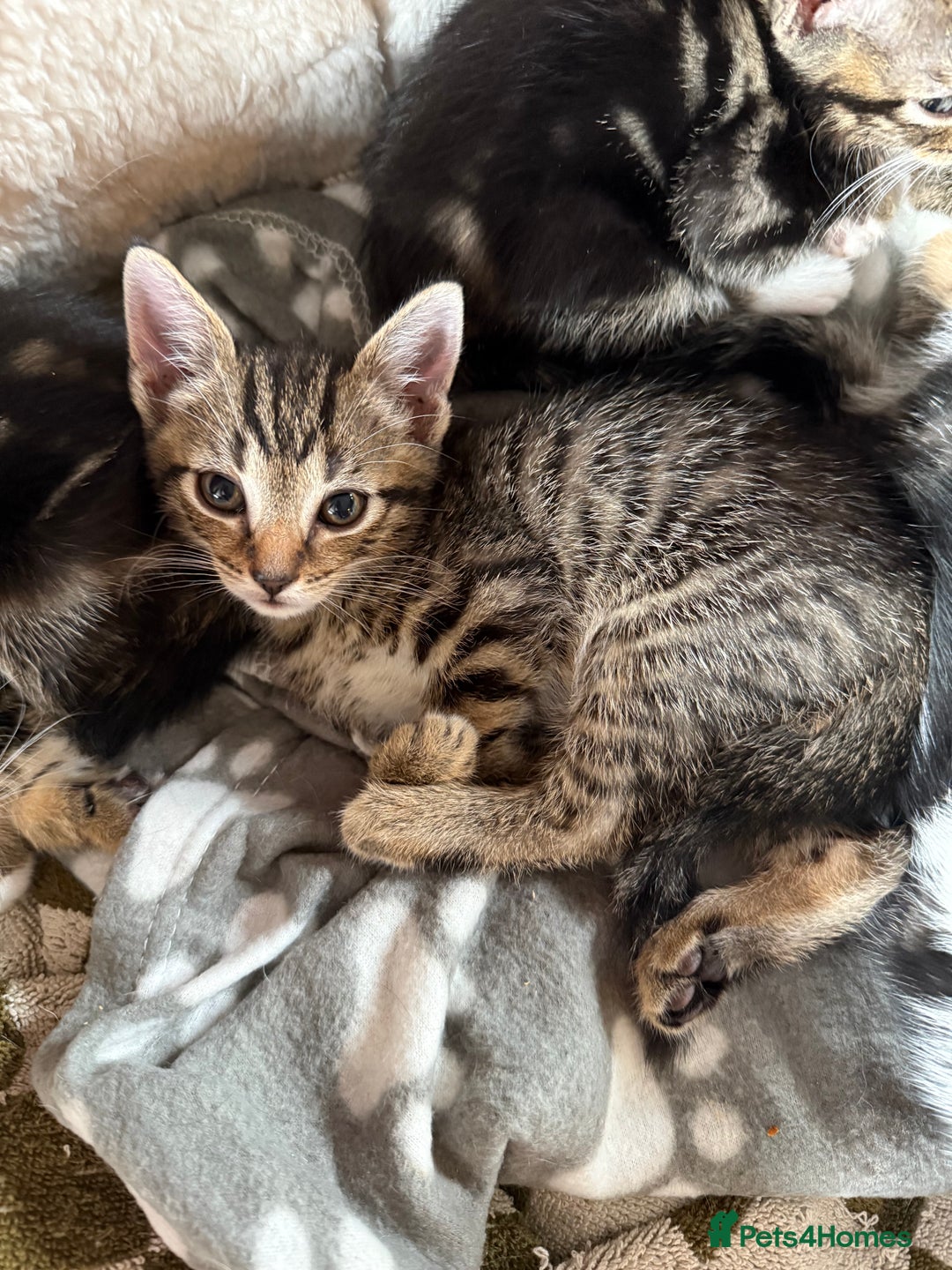 Mixed Breed cats for sale: LAST TWO BOYS REMAINING, kittens for sale - Image 6