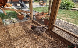 Chickens poultry for sale: Hybrid Chickens for sale  - Image 8