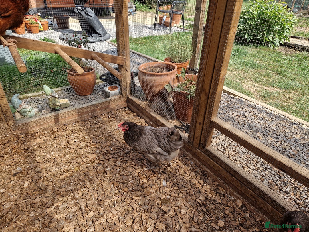 Chickens poultry for sale: Hybrid Chickens for sale  - Image 8