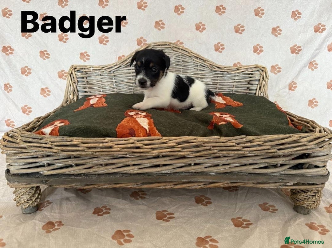Jack Russell dogs for sale:  JACK RUSSELL PUPPIES READY NOW  - Image 4