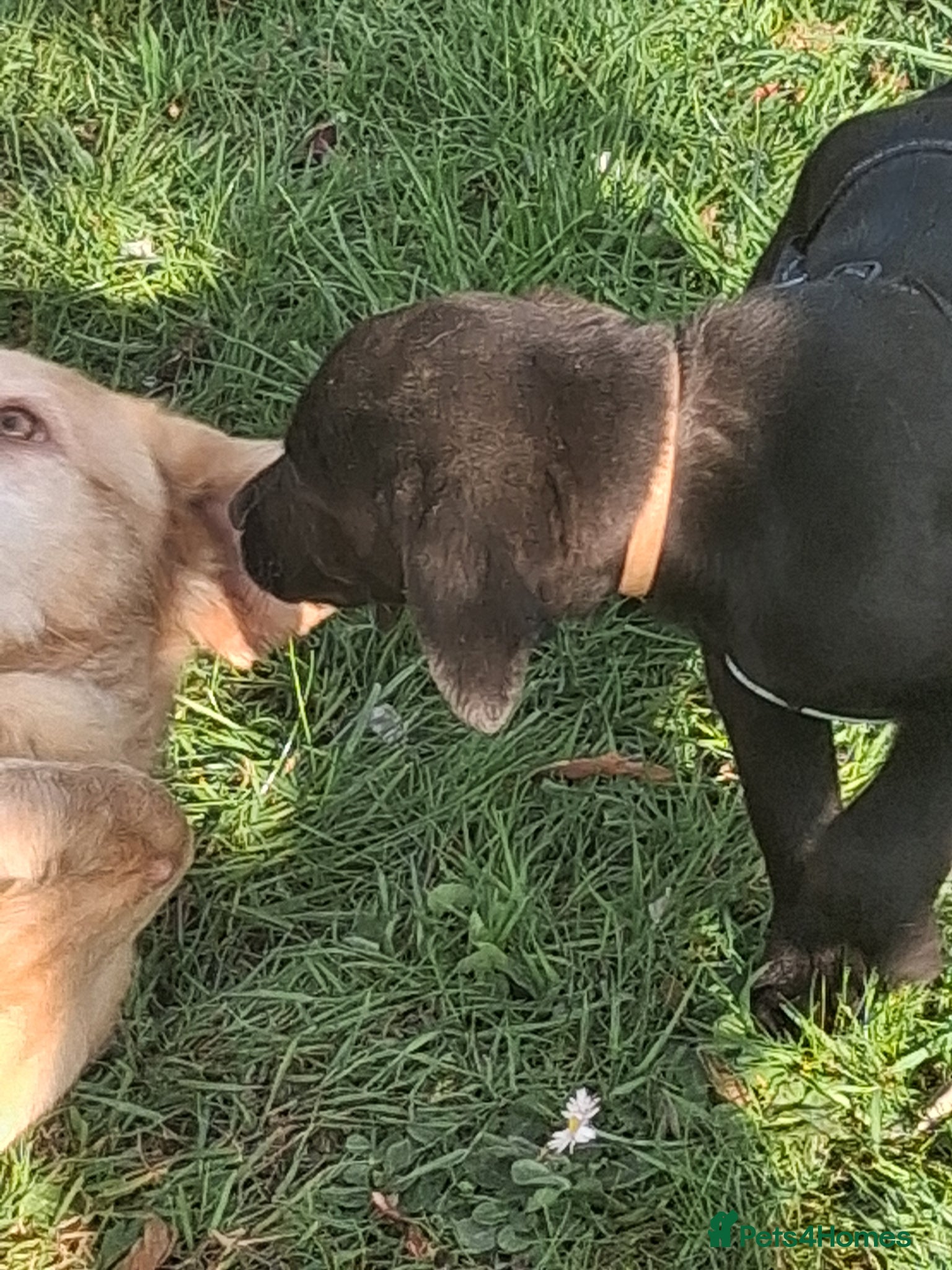 Labrador Retriever dogs Happy healthy pure bred Labrador pups for sale - Advert 2