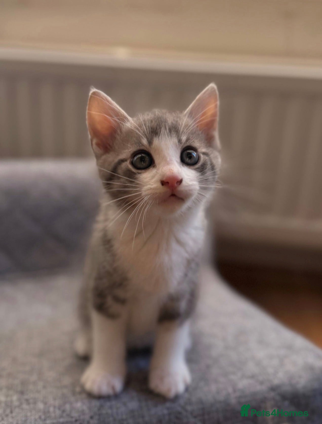 Mixed Breed cats for sale: Two Adorable Kittens Looking Their Forever Homes in Hull - Advert 5