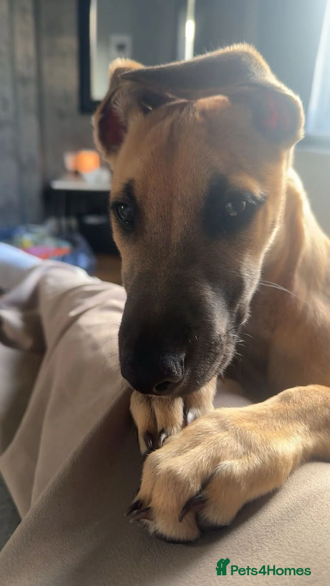Mixed Breed dogs for sale: Saluki X greyhound- lurcher - Advert 2