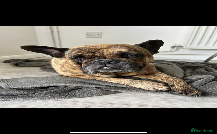 Mixed Breed dogs - Advert 1