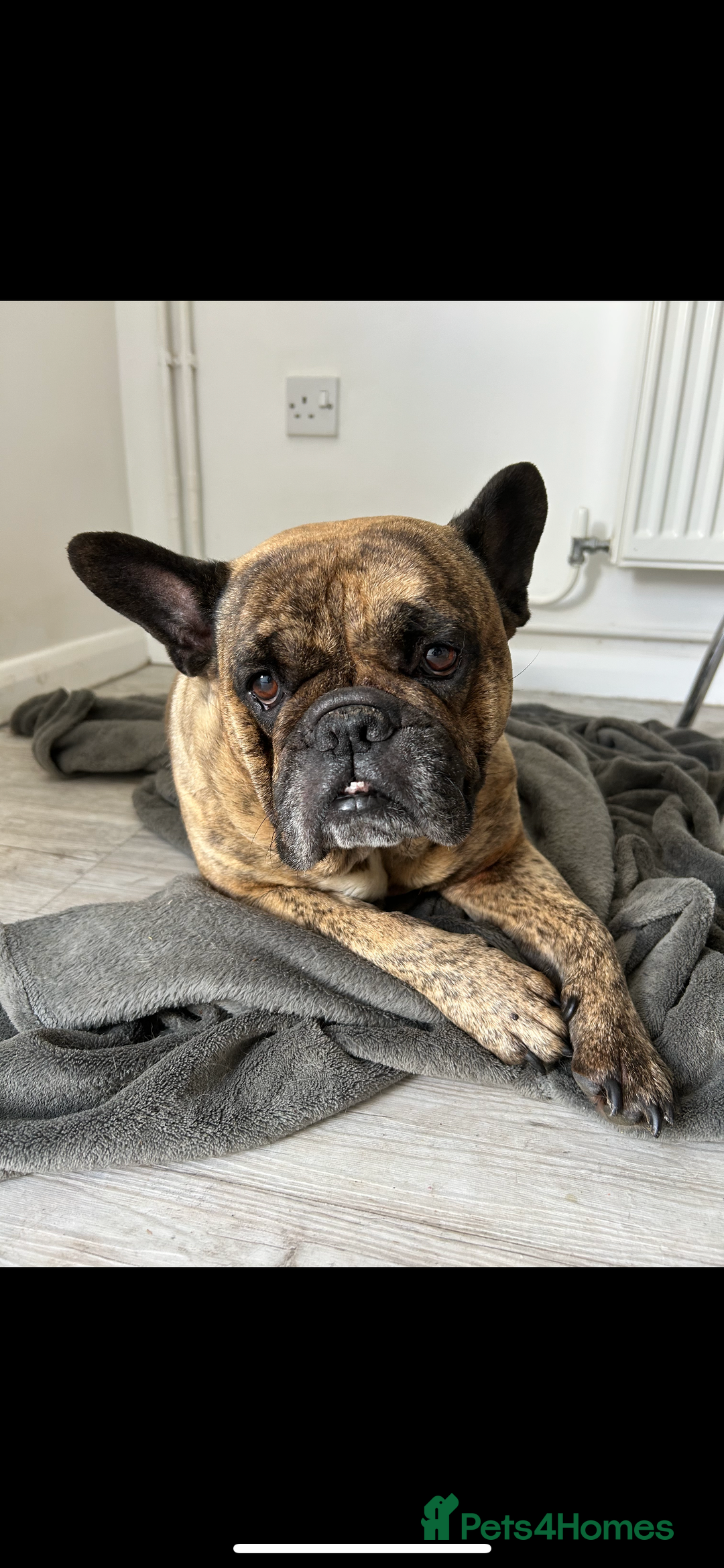Mixed Breed dogs for sale: Lexi  - Image 1