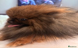 Pomchi dogs for sale: 3/4 Pomeranian 1/4 chihuahua  rainbow litter - Image 8